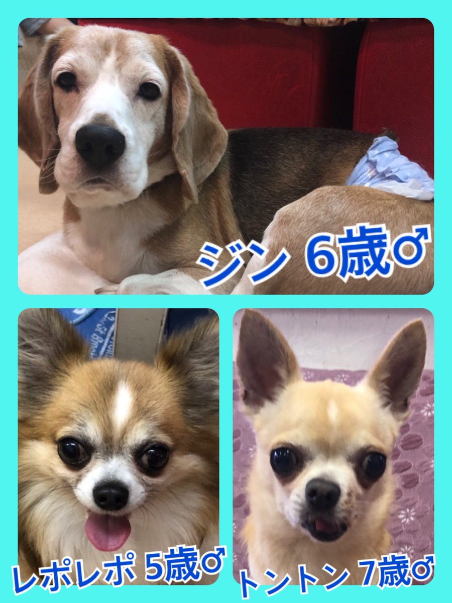 🐾今日の里親様募集中ワンコ🐶メンバーです🐾2020,2,27